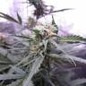 семена конопли элитных сортов Auto CBD White Widow feminised семена конопли элитных сортов Auto CBD White Widow feminised