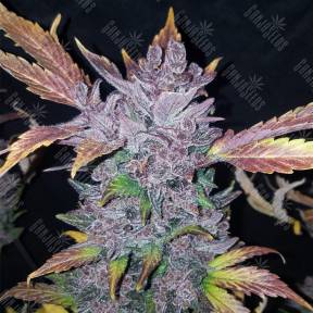 Auto LSD-25 feminised Fast Buds