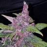 семена конопли автоцвет Auto LSD-25 feminised Fast Buds