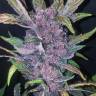 конопля семена сорта заказать Auto LSD-25 feminised Fast Buds