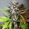 семена конопли курьером Auto LSD-25 feminised Fast Buds