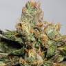 где заказать семена конопли 707 Truthband by Emerald Mountain feminised Humboldt Seeds где заказать семена конопли 707 Truthband by Emerald Mountain feminised Humboldt Seeds