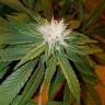 семена конопли почтой 707 Truthband by Emerald Mountain feminised Humboldt Seeds семена конопли почтой 707 Truthband by Emerald Mountain feminised Humboldt Seeds