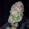заказать качественные семена конопли 707 Truthband by Emerald Mountain feminised Humboldt Seeds заказать качественные семена конопли 707 Truthband by Emerald Mountain feminised Humboldt Seeds