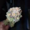 заказать на сайте семена конопли 707 Truthband by Emerald Mountain feminised Humboldt Seeds заказать на сайте семена конопли 707 Truthband by Emerald Mountain feminised Humboldt Seeds