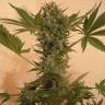 семена конопли элитных сортов Chrystal feminised Nirvana Seeds семена конопли элитных сортов Chrystal feminised Nirvana Seeds