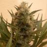 семена конопли аутдор Chrystal feminised Nirvana Seeds семена конопли аутдор Chrystal feminised Nirvana Seeds