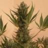 семена конопли в интернете Chrystal feminised Nirvana Seeds семена конопли в интернете Chrystal feminised Nirvana Seeds