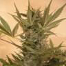 семена конопли гидропоники Chrystal feminised Nirvana Seeds семена конопли гидропоники Chrystal feminised Nirvana Seeds