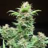 семена конопли курьером Wembley feminised Pyramid Seeds семена конопли курьером Wembley feminised Pyramid Seeds