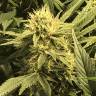 семена конопли для курения Wembley feminised Pyramid Seeds семена конопли для курения Wembley feminised Pyramid Seeds
