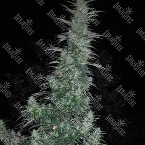 Auto Panama Lime feminised Ganja Seeds