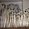 псилоцибиновые споры закон Panaeolus Cyanescens Wild Coast African псилоцибиновые споры закон Panaeolus Cyanescens Wild Coast African