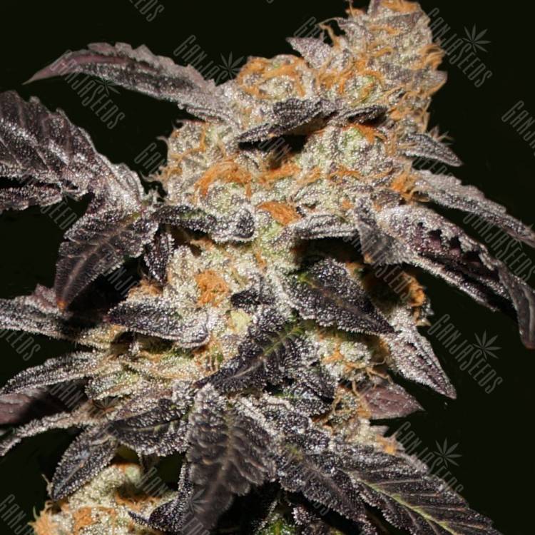 качественные семена конопли Hash Passion feminised качественные семена конопли Hash Passion feminised