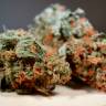Auto Skaar feminised GanjaVIP Seeds Auto Skaar feminised GanjaVIP Seeds