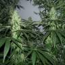 семена конопли f1 в оригинальной упаковке Alaskan Ice feminised Green House Seeds семена конопли f1 в оригинальной упаковке Alaskan Ice feminised Green House Seeds