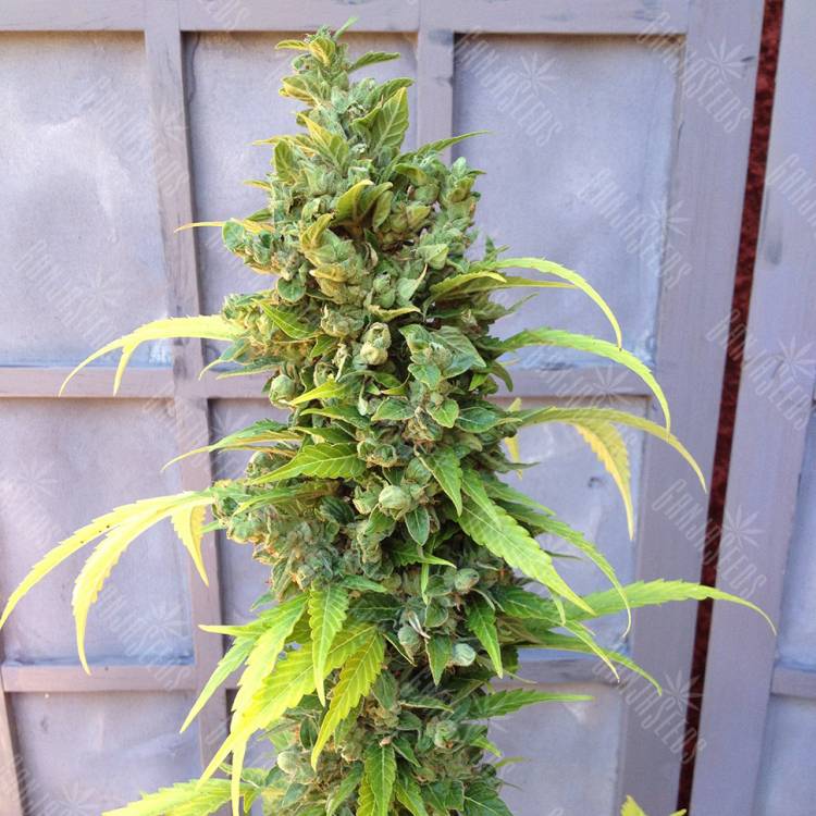 семена конопли в России Auto Adonis feminised Bang Seeds семена конопли в России Auto Adonis feminised Bang Seeds