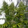 семена конопли марихуаны La Blanca regular Ganja Seeds семена конопли марихуаны La Blanca regular Ganja Seeds