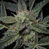 семена конопли Спб Auto Lemon AK feminised Fast Buds семена конопли Спб Auto Lemon AK feminised Fast Buds