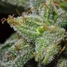 семена культурной конопли купить Auto Lemon AK feminised Fast Buds семена культурной конопли купить Auto Lemon AK feminised Fast Buds