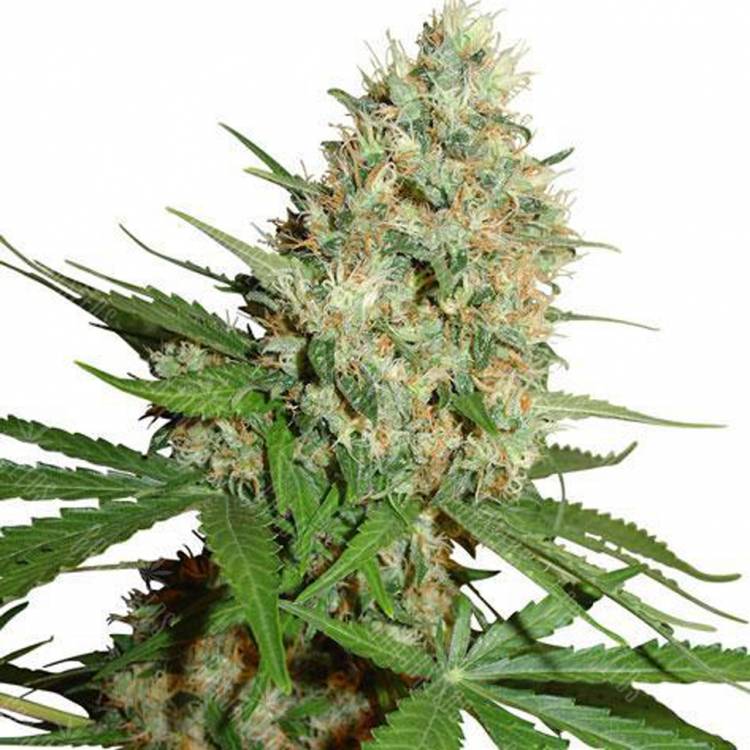 где можно заказать семена конопли Trainwreck feminised Humboldt Seeds где можно заказать семена конопли Trainwreck feminised Humboldt Seeds