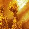 семена индийской конопли Eldorado feminised Nirvana Seeds семена индийской конопли Eldorado feminised Nirvana Seeds