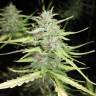 где заказать семена конопли Speedy Chile (Fast Flowering) feminised Royal Queen где заказать семена конопли Speedy Chile (Fast Flowering) feminised Royal Queen
