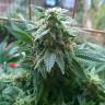 заказать качественные семена конопли Sweet Cheese F1 Fast Version feminised Sweet Seeds заказать качественные семена конопли Sweet Cheese F1 Fast Version feminised Sweet Seeds
