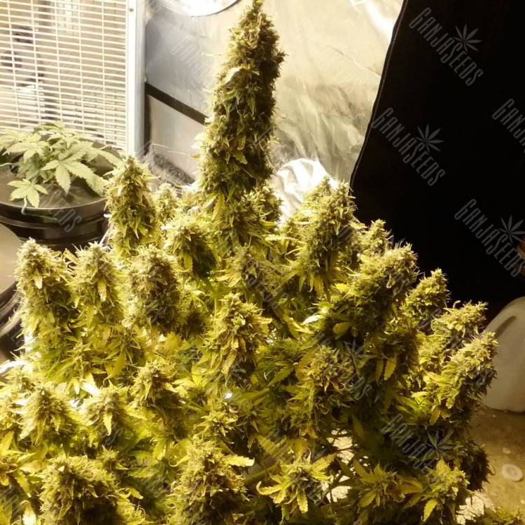 Семена конопли Auto + Speed feminised Ganja Seeds Семена конопли Auto + Speed feminised Ganja Seeds