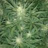 Auto Gelato feminised Ganja Seeds качественные семена конопли покупка и доставка Auto Gelato feminised Ganja Seeds качественные семена конопли покупка и доставка