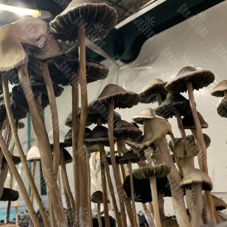 магазин псилоцибиновых спор Panaeolus Cyanescens Alabama магазин псилоцибиновых спор Panaeolus Cyanescens Alabama
