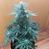 качественные семена конопли Auto Big Bang feminised качественные семена конопли Auto Big Bang feminised