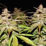 гибридные семена конопли Auto Somango x Blueberry feminised гибридные семена конопли Auto Somango x Blueberry feminised