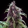 сортовые семена конопли Auto Somango x Blueberry feminised сортовые семена конопли Auto Somango x Blueberry feminised