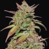 элитные сорта конопли Auto Somango x Blueberry feminised элитные сорта конопли Auto Somango x Blueberry feminised