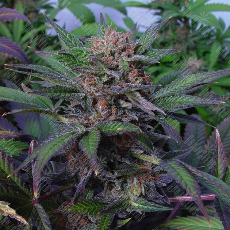 семена конопли для выращивания Auto Somango x Blueberry feminised семена конопли для выращивания Auto Somango x Blueberry feminised