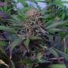 семена конопли для выращивания Auto Somango x Blueberry feminised семена конопли для выращивания Auto Somango x Blueberry feminised