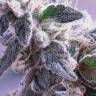 мощные семена конопли Himalaya Blue Diesel feminised мощные семена конопли Himalaya Blue Diesel feminised