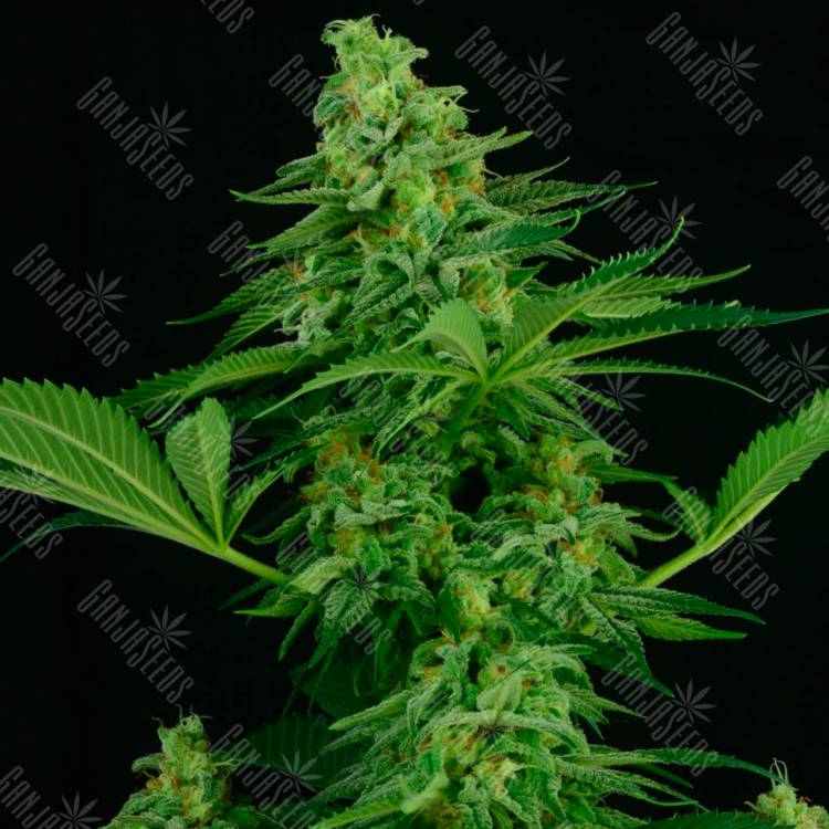 семена конопли с доставкой Auto Critical feminised семена конопли с доставкой Auto Critical feminised