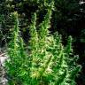 семена индийской конопли Auto Critical feminised семена индийской конопли Auto Critical feminised