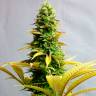 мощные семена конопли Auto Critical feminised мощные семена конопли Auto Critical feminised