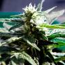 семена сортовой конопли Auto Critical feminised семена сортовой конопли Auto Critical feminised