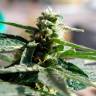 семена конопли феминизированные Auto Critical feminised семена конопли феминизированные Auto Critical feminised