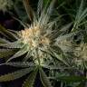 семена конопли феминизированные Super Lemon Haze feminised Green House Seeds семена конопли феминизированные Super Lemon Haze feminised Green House Seeds