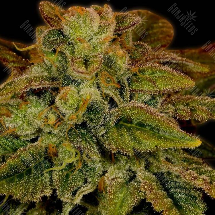 Ladyburn 1974 regular Ganja Seeds Ladyburn 1974 regular Ganja Seeds