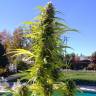 семена конопли почтой Auto Super Bud regular семена конопли почтой Auto Super Bud regular