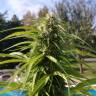 заказать качественные семена конопли Auto Super Bud regular заказать качественные семена конопли Auto Super Bud regular