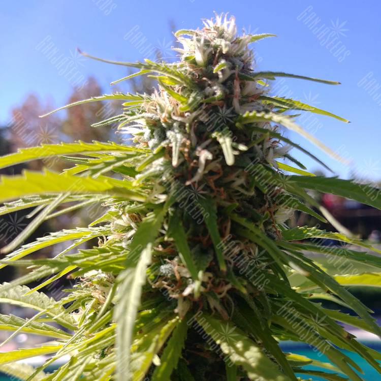 заказать на сайте семена конопли Auto Super Bud regular заказать на сайте семена конопли Auto Super Bud regular
