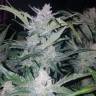 семена конопли курьером Auto Mexican Airlines feminised Fast Buds семена конопли курьером Auto Mexican Airlines feminised Fast Buds