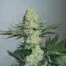 семена культурной конопли купить Three Blue Kings feminised Humboldt Seeds семена культурной конопли купить Three Blue Kings feminised Humboldt Seeds